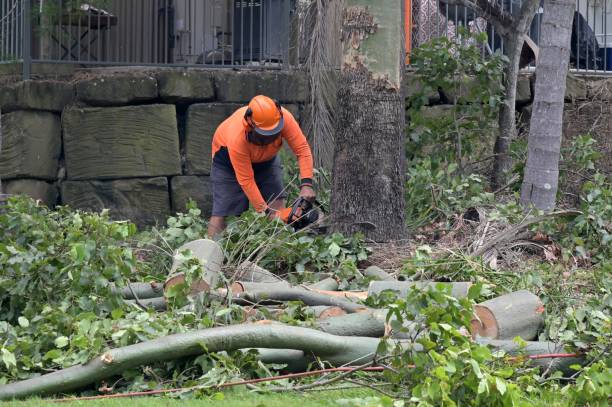 Tree Root Removal in Windsor, IL